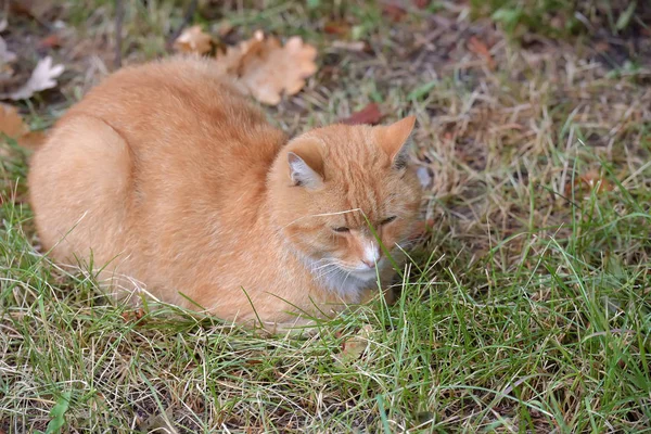 Traurige Rote Obdachlose Katze Liegt Auf Dem Rasen — Stockfoto