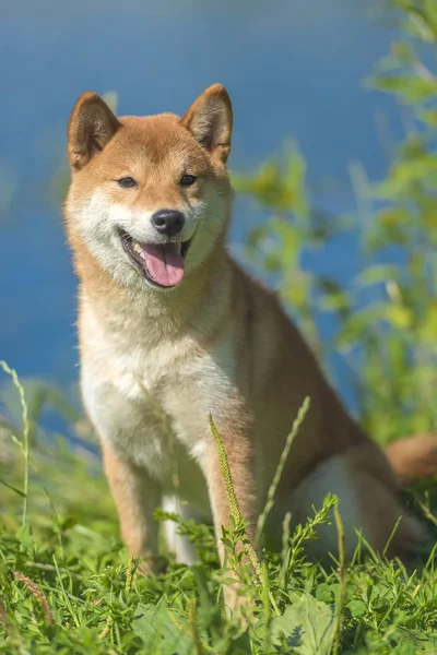 Siba 犬在水的背景下 图库图片