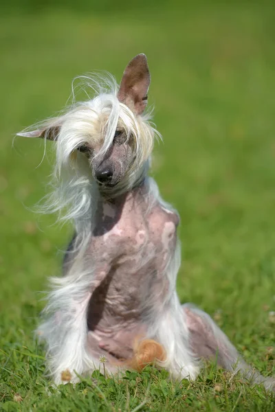 Old Chinese Crested Dog Grass — Stock Photo, Image