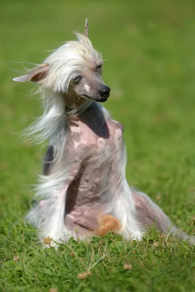 Old Chinese Crested Dog Grass — Stock Photo, Image