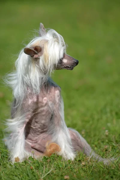 Gammel Kinesisk Crested Hund Græs - Stock-foto