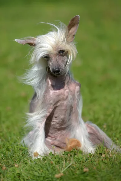 Oude Chinese Crested Dog Gras — Stockfoto