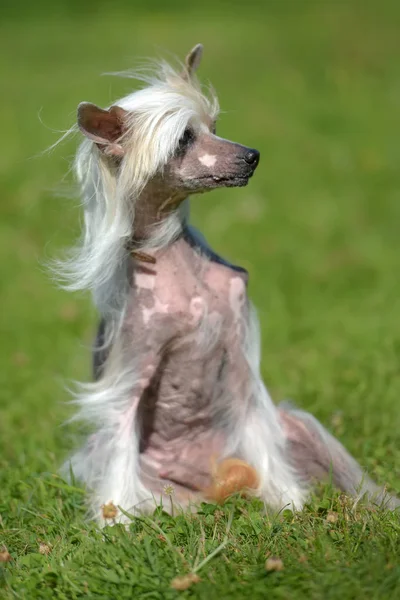 Old Chinese Crested Dog Grass — Stock Photo, Image