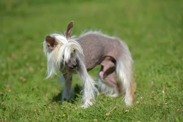 Oude Chinese Crested Dog Gras — Stockfoto