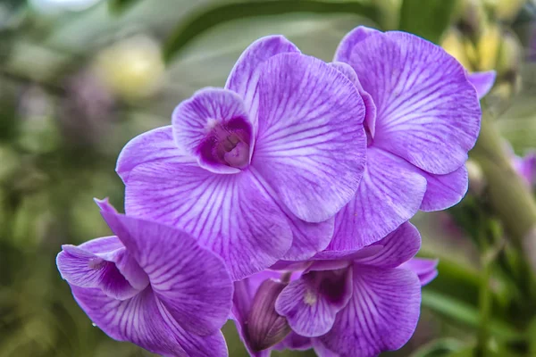 Фиолетовые Орхидеи Ветке Теплице — стоковое фото