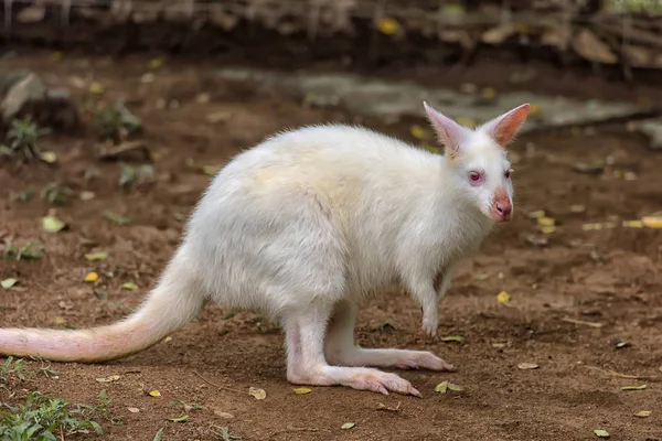 White Albino Wallaroo Macropus Robustus Kangaroo Pouch — Stock Photo, Image