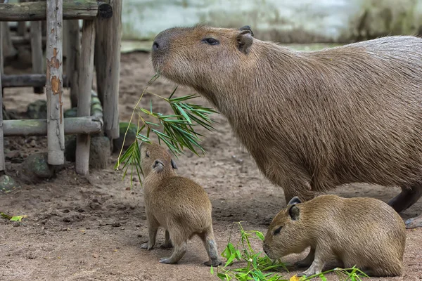 Kvinnliga Kapybara Med Hennes Ungar — Stockfoto