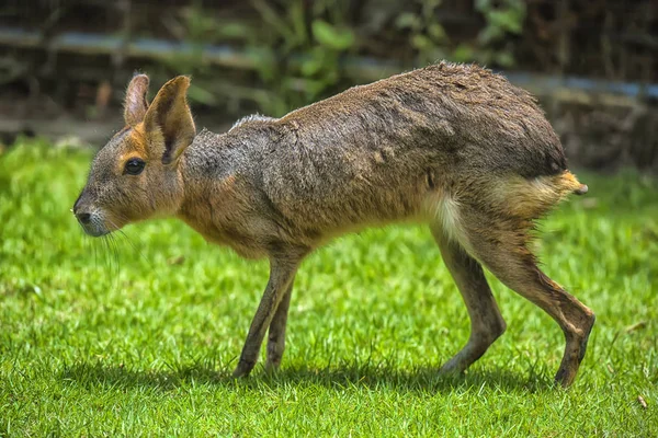 Mari Patagonien Aktier Patagonien Marsvin Gnagare Familjen Gnagare — Stockfoto