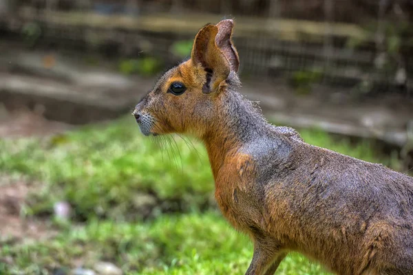 Mari Liebres Patagónicas Cobayas Patagónicas Son Roedor Familia Roedores — Foto de Stock