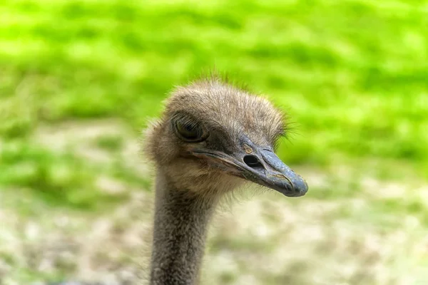 Retrato Cerca Avestruz — Foto de Stock