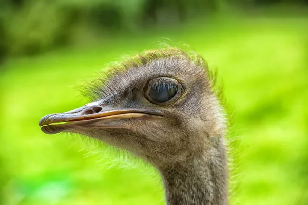 Close Portrait Ostrich — Stock Photo, Image