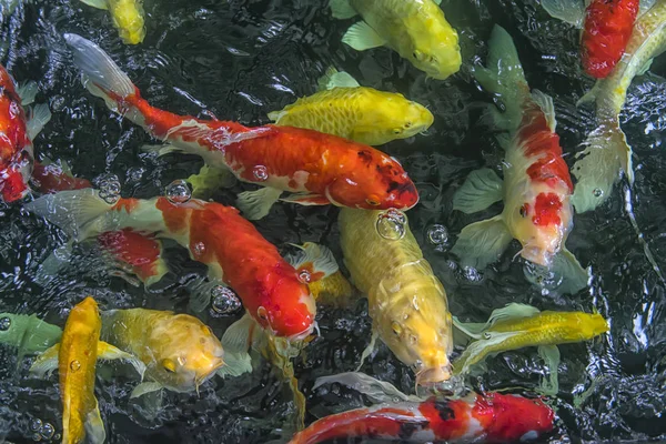 Pescado Rojo Amarillo Pedir Comida Tailandia — Foto de Stock