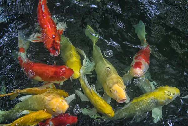 Pescado Rojo Amarillo Pedir Comida Tailandia — Foto de Stock