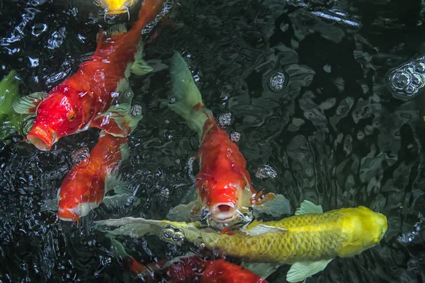 Pescado Rojo Amarillo Pedir Comida Tailandia — Foto de Stock