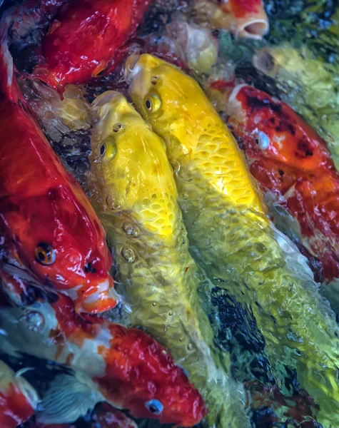 Futter für den edlen Karpfen im Aquarium — Stockfoto