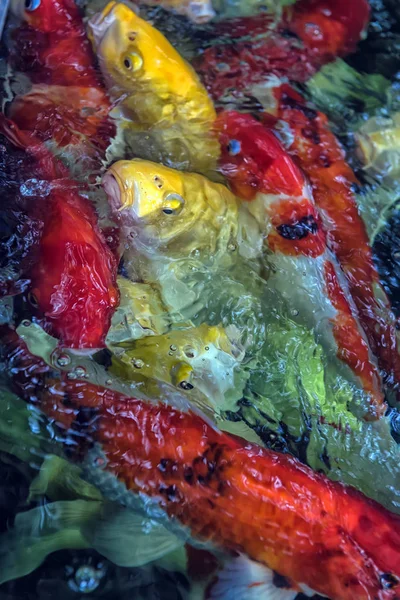 Alimentar a los alimentos de la carpa de lujo en el acuario — Foto de Stock