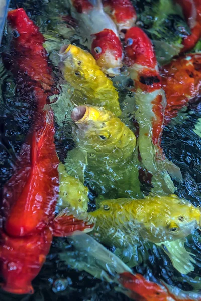 Alimentar a los alimentos de la carpa de lujo en el acuario — Foto de Stock