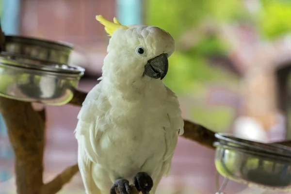 Biała Papuga Kakadu Siedząca Gałęzi — Zdjęcie stockowe
