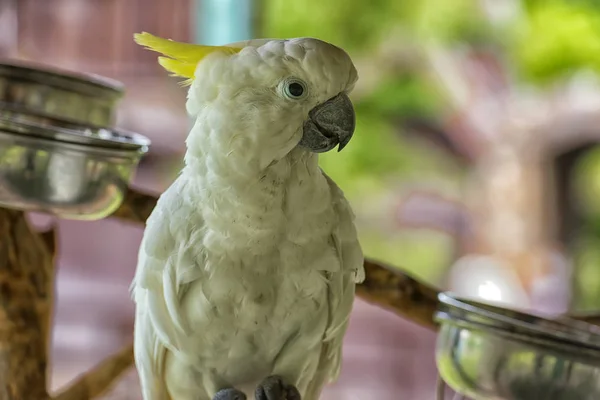 Biała Papuga Kakadu Siedząca Gałęzi — Zdjęcie stockowe
