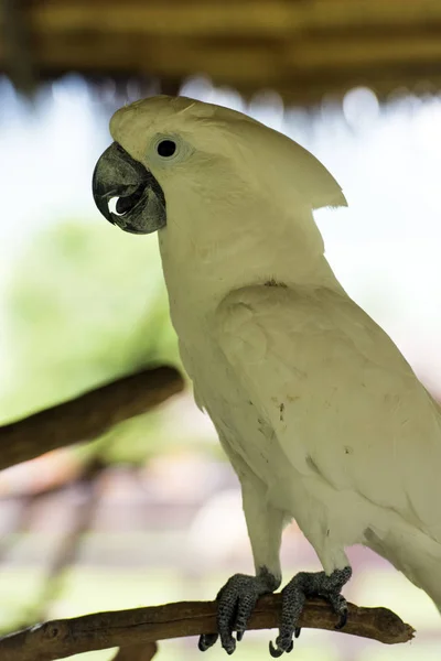 Papagaio Cacatua Branco Sentado Ramo — Fotografia de Stock
