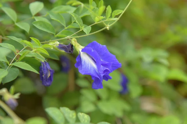 Sombreamento Roxo Borboleta Ervilha Flores Florescendo Árvore Com Folhas Verdes — Fotografia de Stock