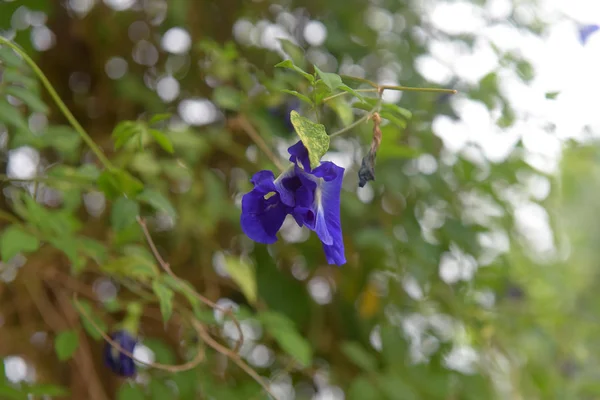 Arcering Paarse Vlinder Pea Bloemen Bloeien Boom Met Groene Bladeren — Stockfoto