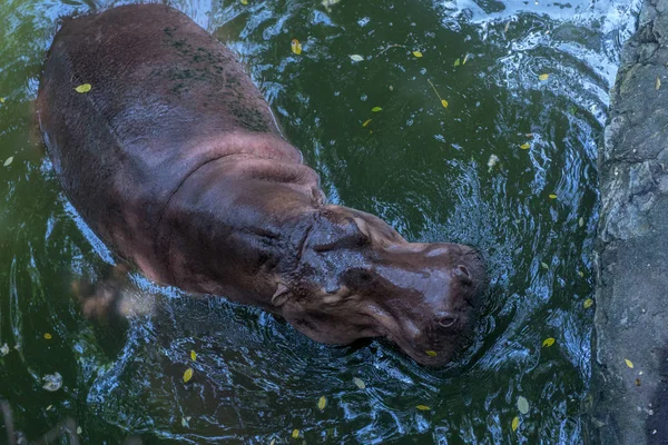Hipopótamo Nada Camina Agua —  Fotos de Stock