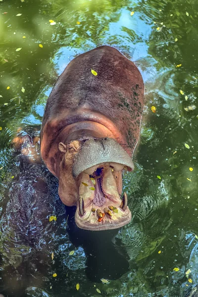 Hippopotame Ayant Ouvert Bouche Dans Eau — Photo