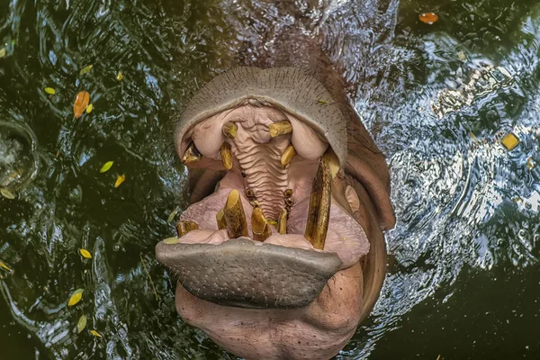 Hippopotame Ayant Ouvert Bouche Dans Eau — Photo