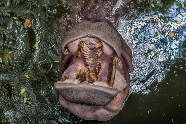 Hippopotame Ayant Ouvert Bouche Dans Eau — Photo