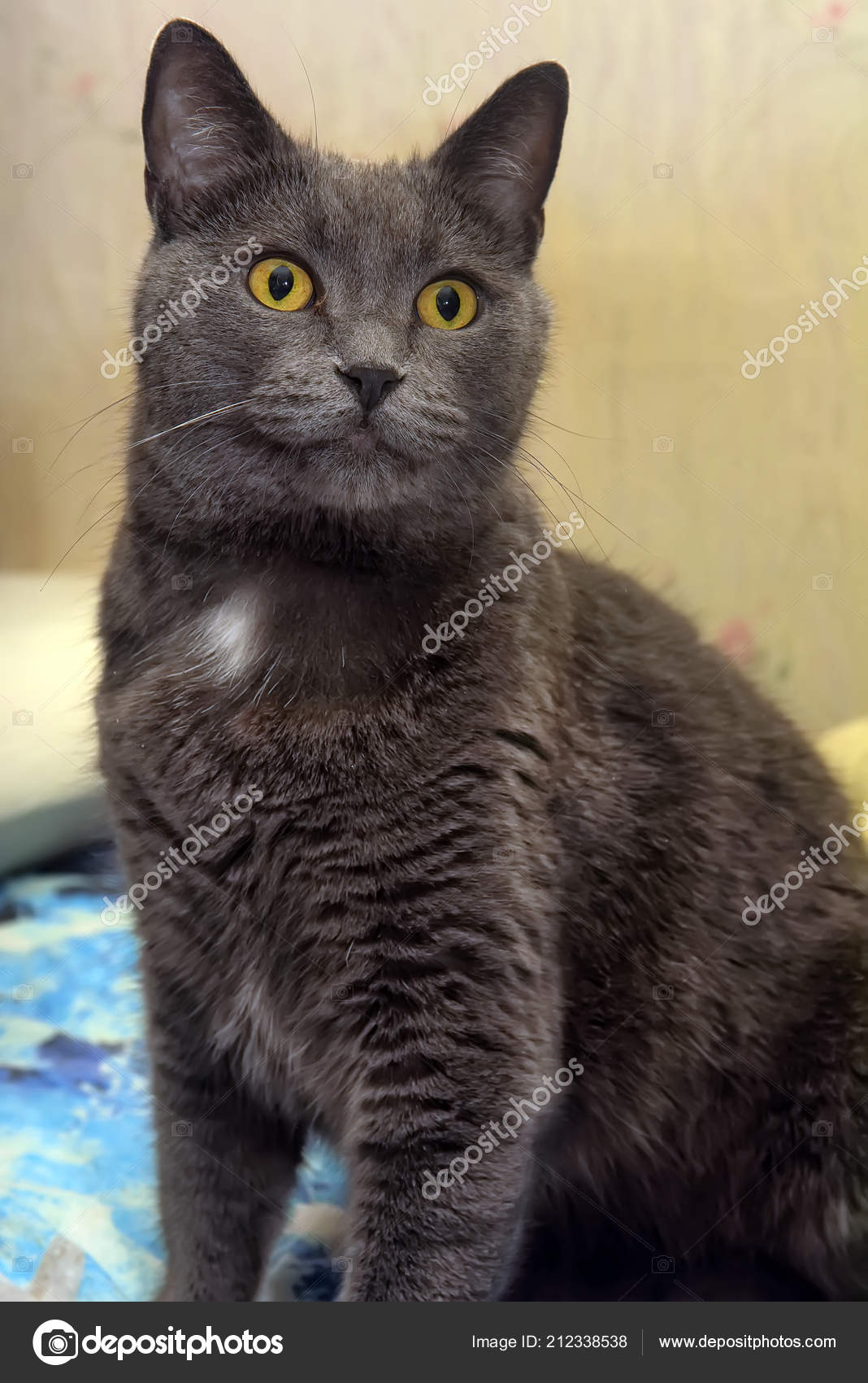 grey cat white chest