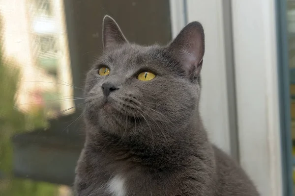 Beautiful Gray British Cat White Speck Chest — Stock Photo, Image