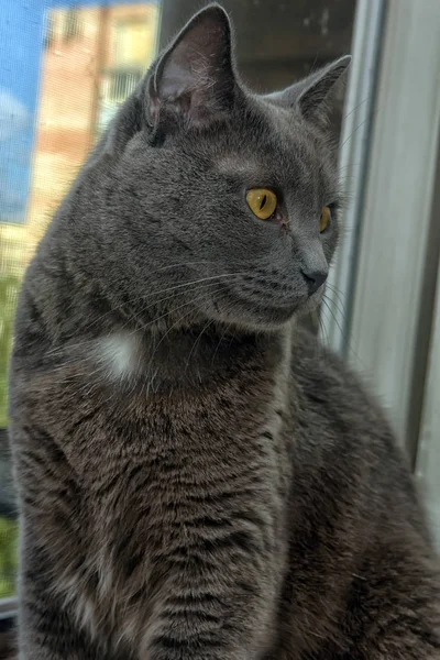 美丽的灰色英国的猫与白色斑点在胸口 — 图库照片