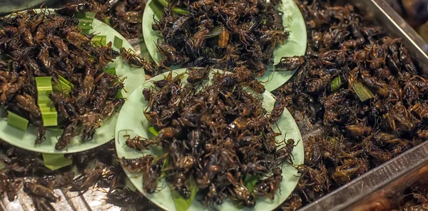炸蟑螂 异国情调的泰国美食 — 图库照片