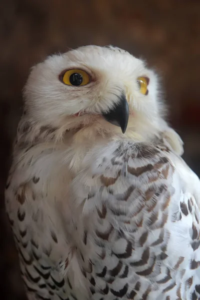 美しい雪のフクロウの肖像画 — ストック写真