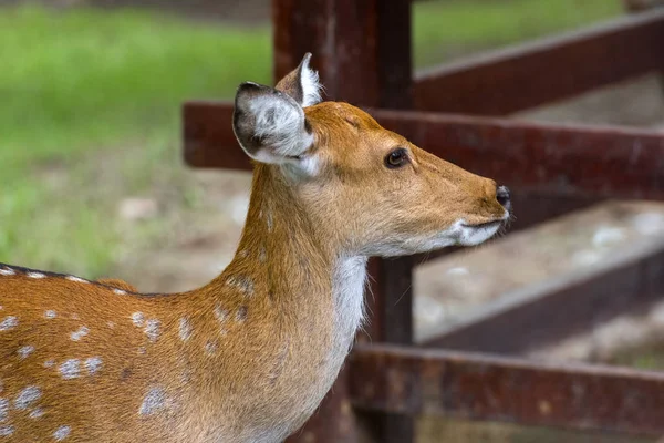 Close Fallow Deer Buck Dama Dama — Stock Photo, Image