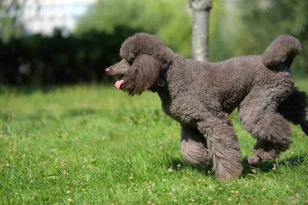 brown royal poodle runs along the grass