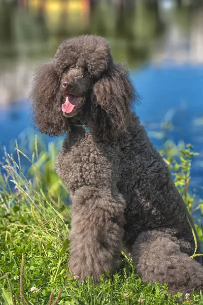 brown royal poodle at the lake portrait