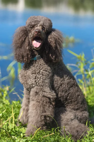 Poodle Real Marrom Retrato Lago — Fotografia de Stock