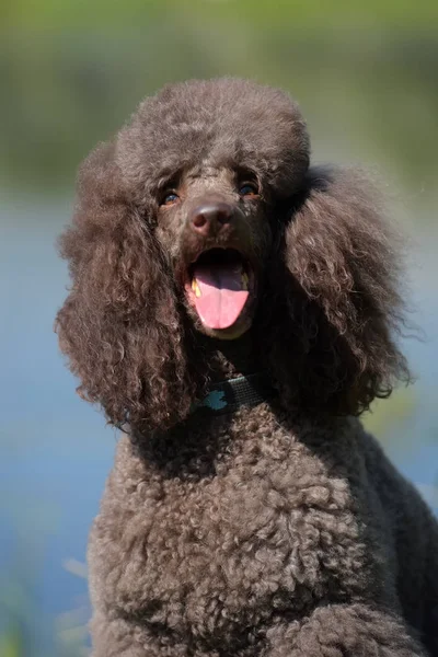 Poodle Real Marrom Retrato Lago — Fotografia de Stock