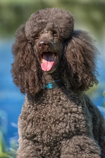 Brown Royal Poodle Lake Portrait — Stock Photo, Image