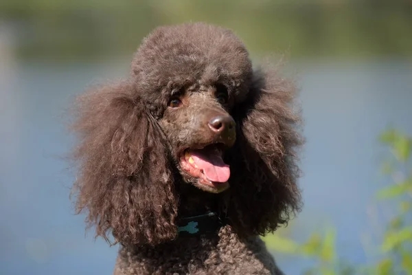 Poodle Real Marrom Retrato Lago — Fotografia de Stock