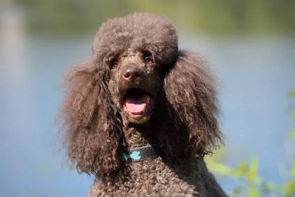 Poodle Real Marrom Retrato Lago — Fotografia de Stock