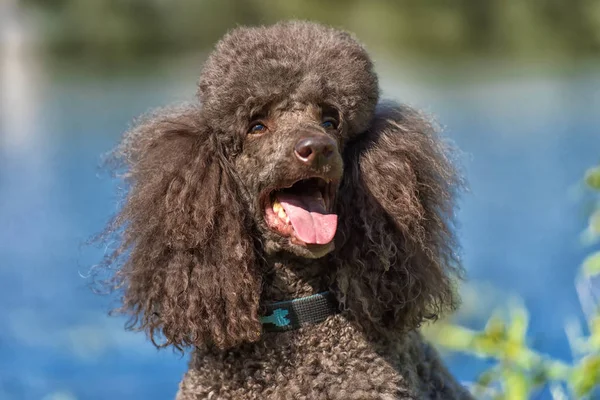 brown royal poodle at the lake portrait