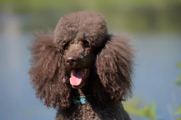 Poodle Real Marrom Retrato Lago — Fotografia de Stock