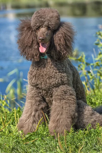 Poodle Real Marrom Retrato Lago — Fotografia de Stock