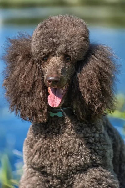 Poodle Real Marrom Retrato Lago — Fotografia de Stock