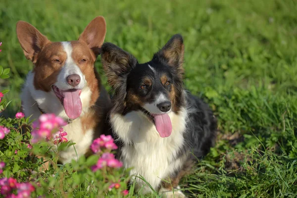 Two Corgi Background Grass Flowers — Stock Photo, Image