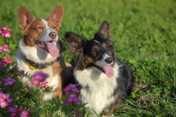 Zwei Corgis Auf Dem Hintergrund Von Gras Und Blumen — Stockfoto