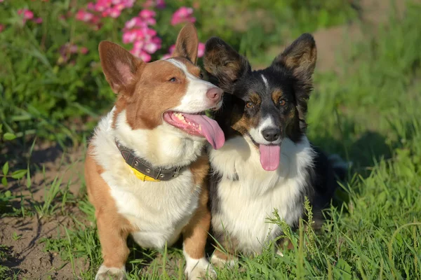 Zwei Corgis Auf Dem Hintergrund Von Gras Und Blumen — Stockfoto